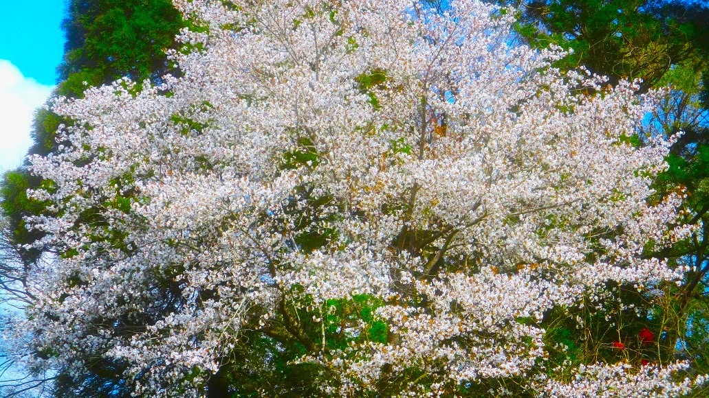 1年という時間単位を桜ほど意識させるものはない。360日が地味、5日間だけ派手。そのせいだろうか。