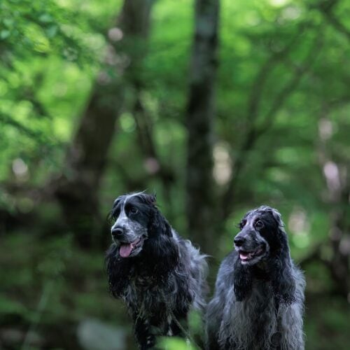 「毎日朝夕、愛犬2匹と行く散歩の質も大きく変わりました」