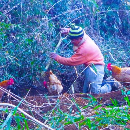 僕がスコップを手にする。すかさず鶏たちが集まる。スコップ＝土の下の虫。知能指数はかなり高いと思う。