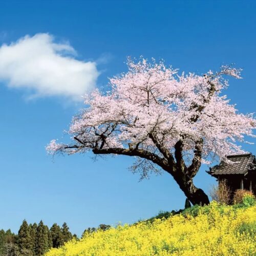 福島県田村市は”さくらの都”。写真は映画『はつ恋』のロケ地にもなった「小沢の桜」