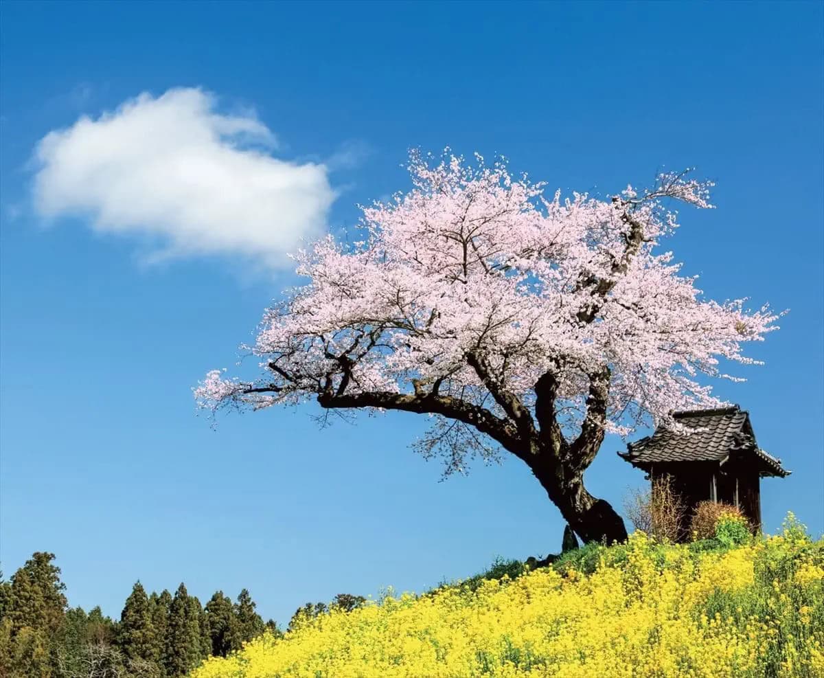 福島県田村市は”さくらの都”。写真は映画『はつ恋』のロケ地にもなった「小沢の桜」