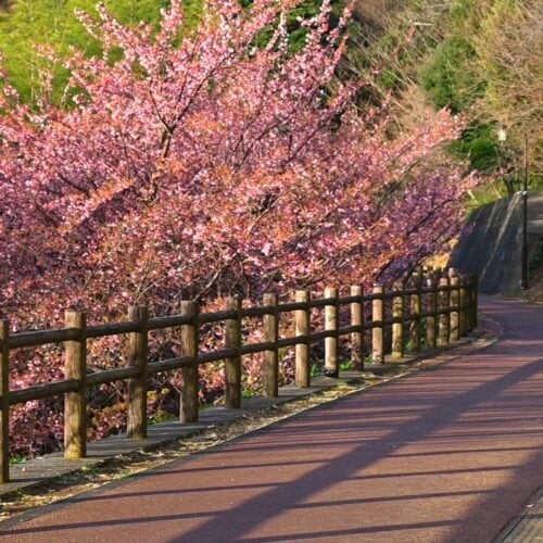 熱海では、熱海桜が1～2月頃から咲き始める。桜を眺めながらランニングできる遊歩道。