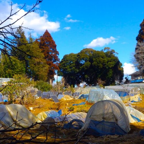 はるか昔、初めて東京に来た新潟の人が、真っ青な冬の空を見上げ、同じ日本とは思えないと言ったという。