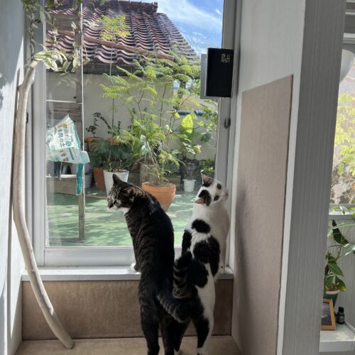 「昔から、猫は良い気を放つ居心地のよいところに来ると言われています。私たちのアカウント名『ネコがくる Life in Atami』もそんな家にしていきたいという思いからでした。実際、東京では2匹だったネコが、熱海に来て6匹に増えました。東京に住んでいたら出会うことができなかった猫たちとの暮らしは他に代え難い幸せです」（ボブさん）
