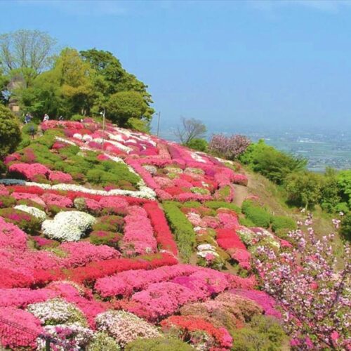 佐賀県白石町の歌垣公園。約7万本のつつじと約230本の桜が植えられている