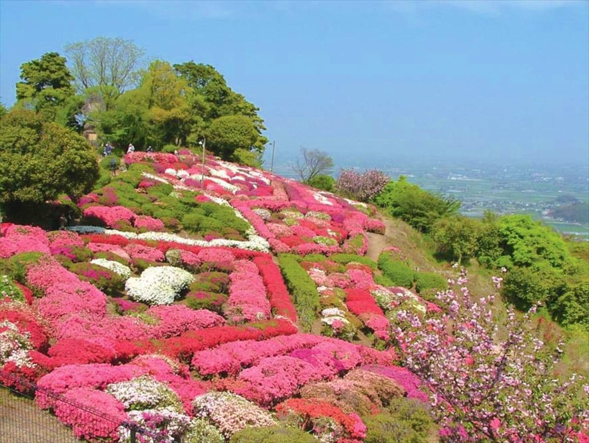 佐賀県白石町の歌垣公園。約7万本のつつじと約230本の桜が植えられている