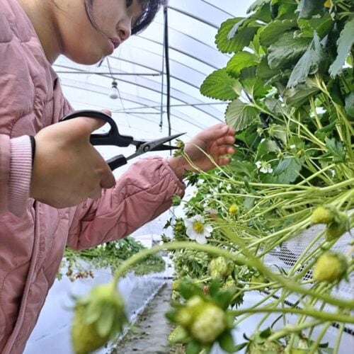 佐賀県白石町のイチゴ農家で父の手伝いをする