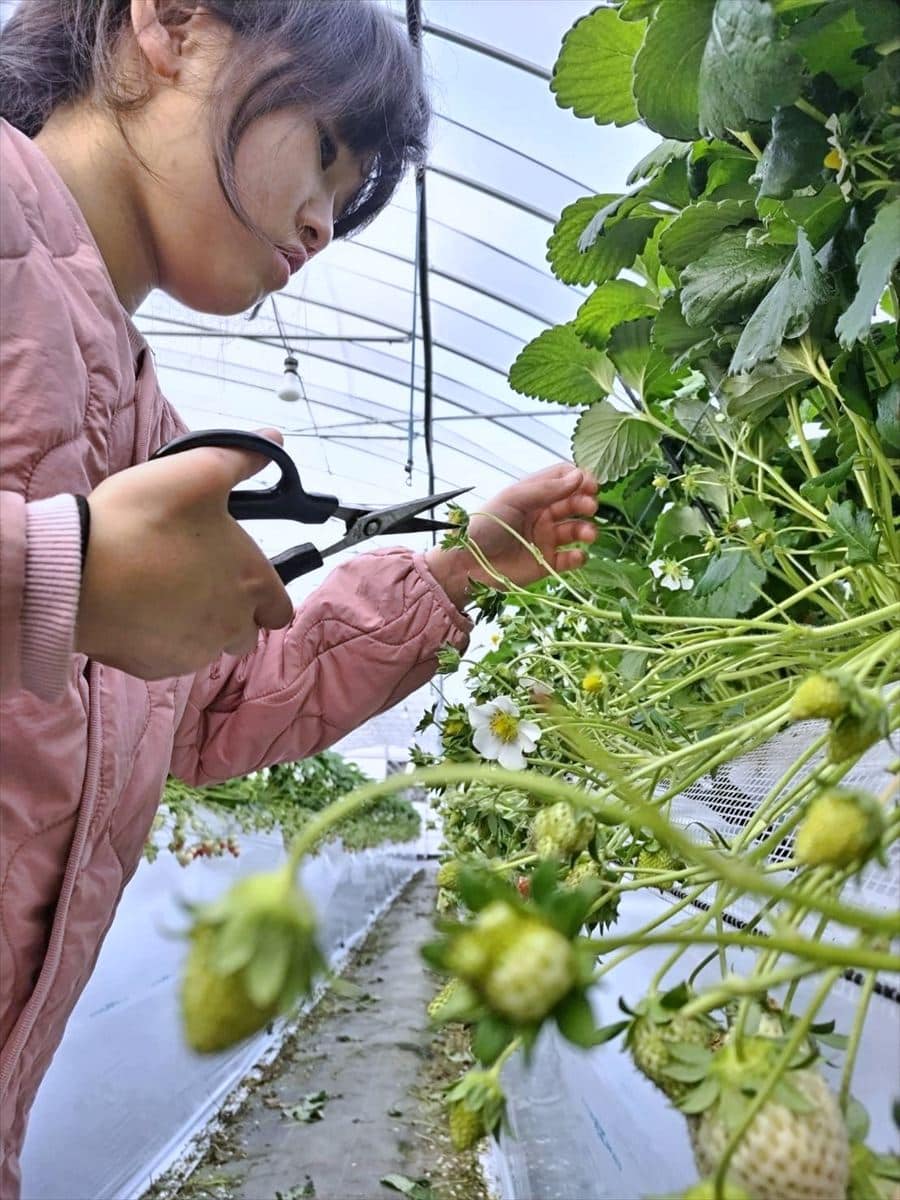 佐賀県白石町のイチゴ農家で父の手伝いをする