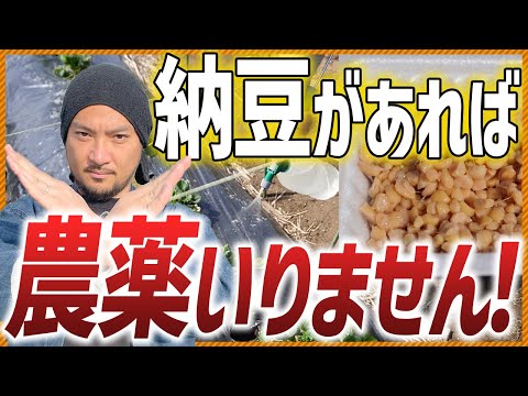 納豆が農薬代わりに！ 家庭菜園がもっと楽しくなる！ 病気・害虫・土づくりに効く納豆活用術