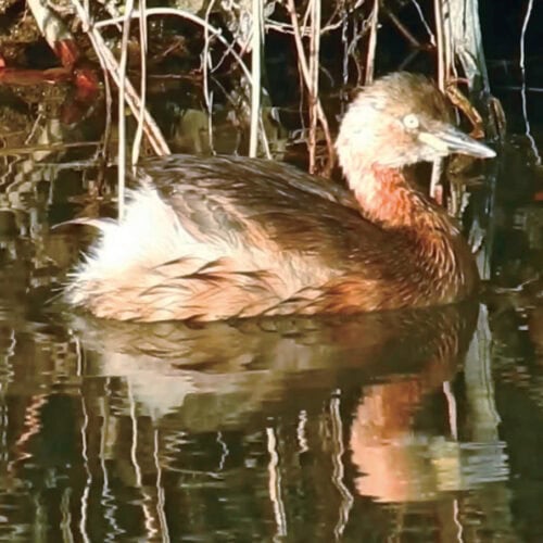 カイツブリ（鳰「ニオ」と読む。カイツブリの古名）