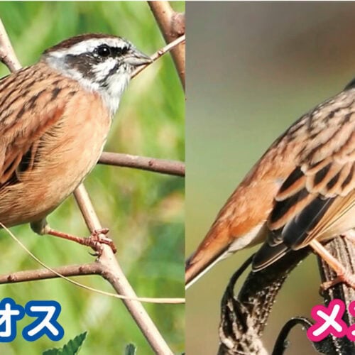 ホオジロ（頬白）