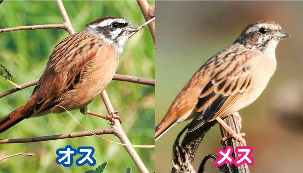 ホオジロ