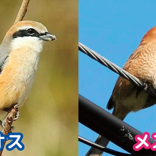 モズ（百舌）