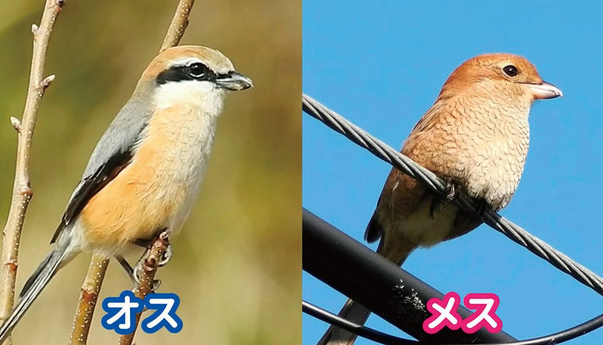 モズ