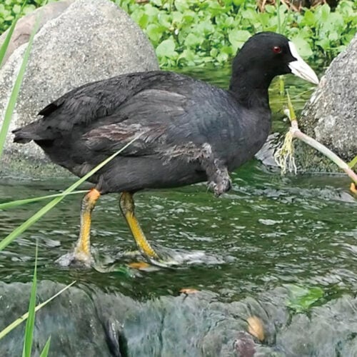オオバン（大鷭）