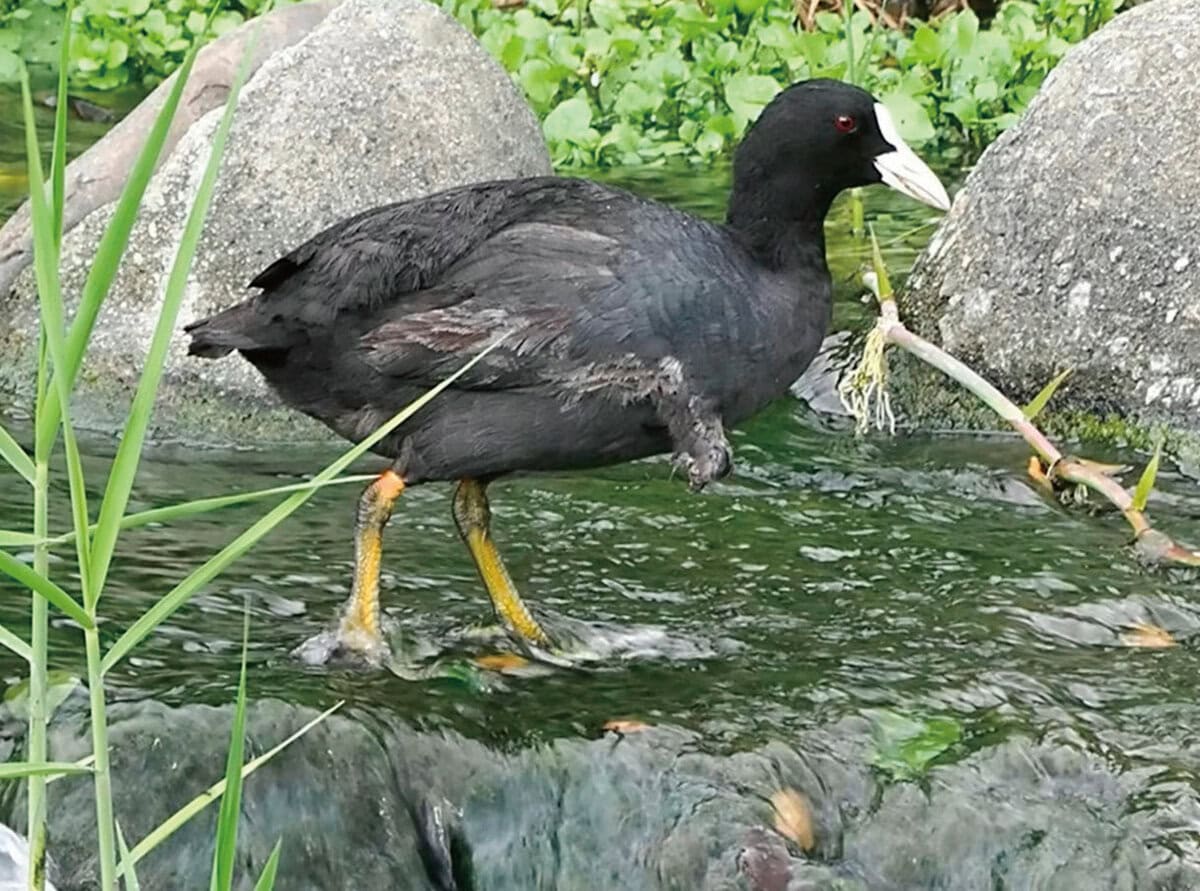 オオバン