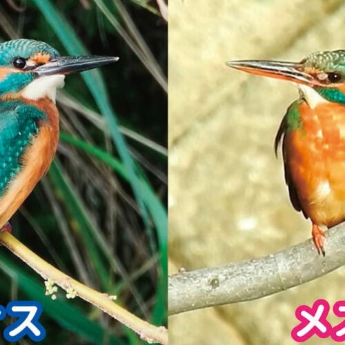 カワセミ（翡翠）