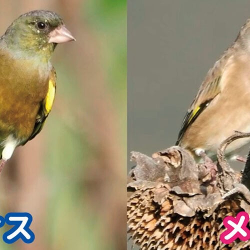 カワラヒワ（河原鶸）