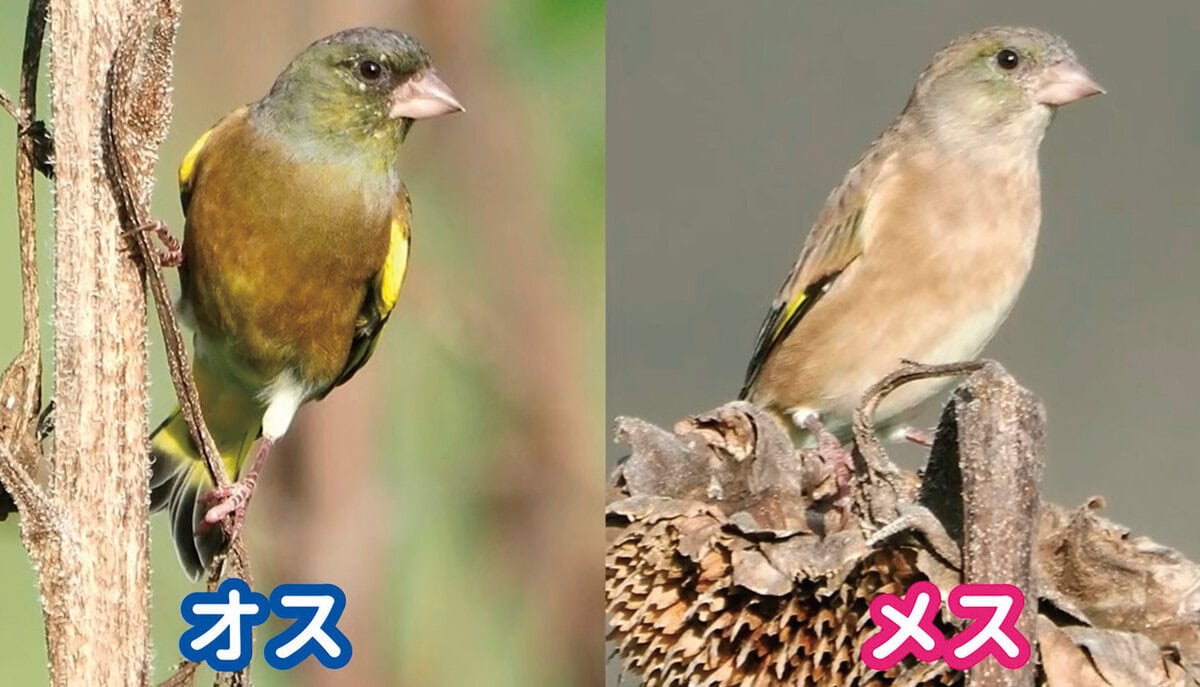 カワラヒワ