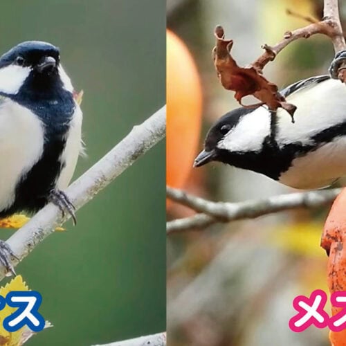 シジュウカラ（四十雀）