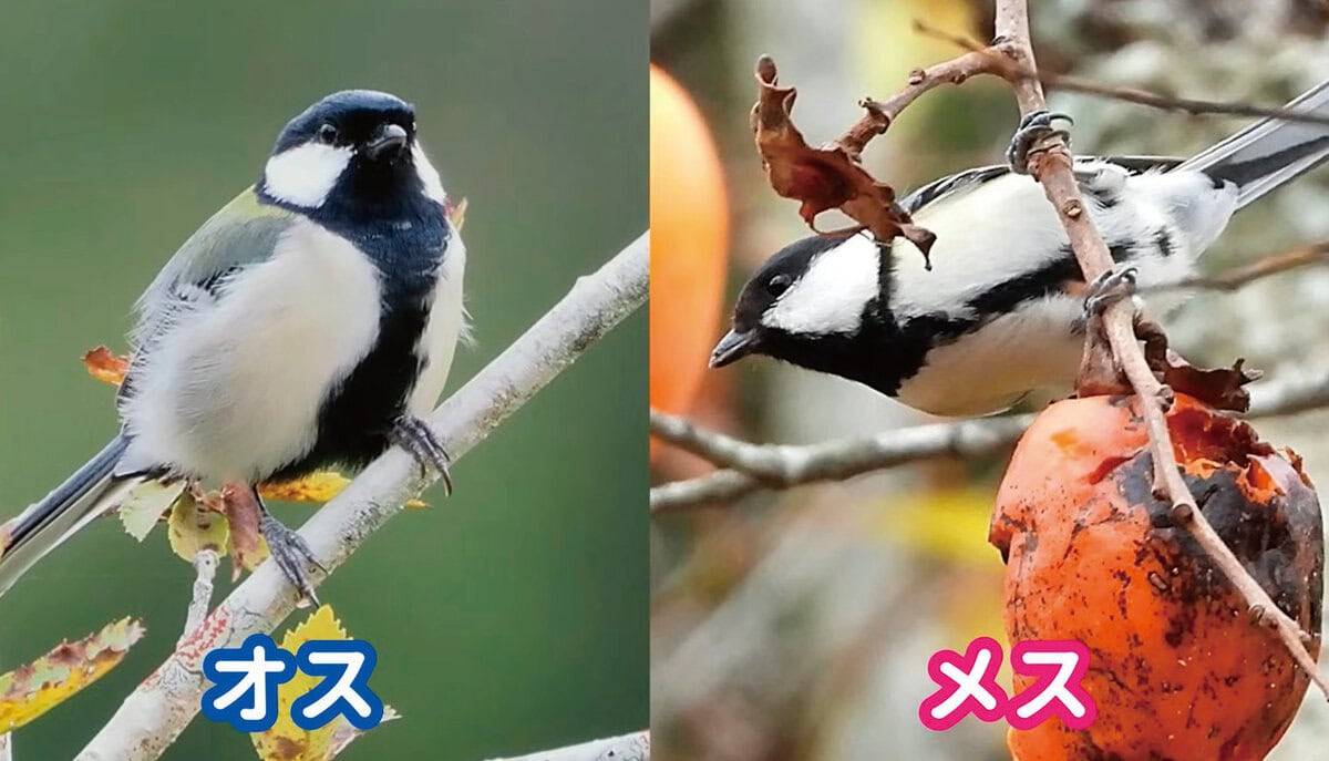 シジュウカラ