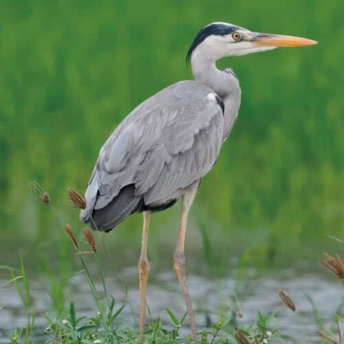 身近な鳥の名前がすぐわかる！ 初心者におすすめの野鳥図鑑【水辺編】｜バードウォッチング入門