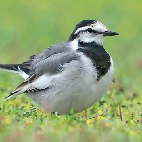 身近な鳥の名前がすぐわかる！ 初心者におすすめの野鳥図鑑【市街地編】｜バードウォッチング入門