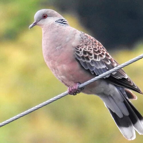 キジバト（雉鳩）