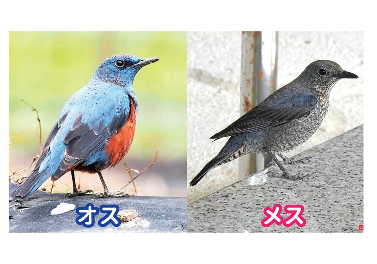 イソヒヨドリ