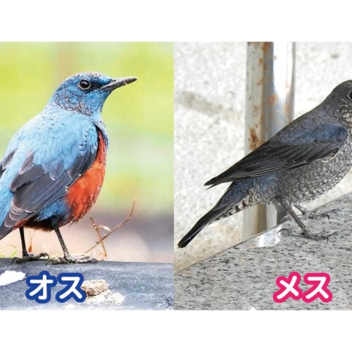 イソヒヨドリ（磯鵯）