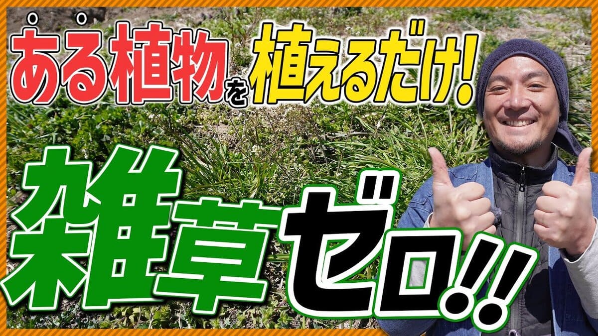 【売り切り御免！】 fc6927a4cd7fc6f068de9eb5d3ae4a 和書