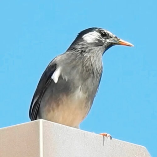 ムクドリ（椋鳥）