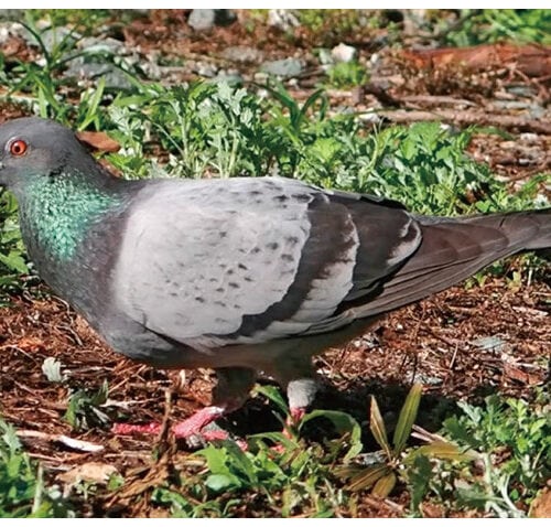ドバト（土鳩）