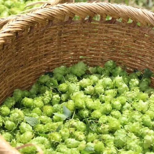 岩手県遠野市は、国内屈指のホップの生産地。ホップ収穫祭やビアワーケーションなども行われています