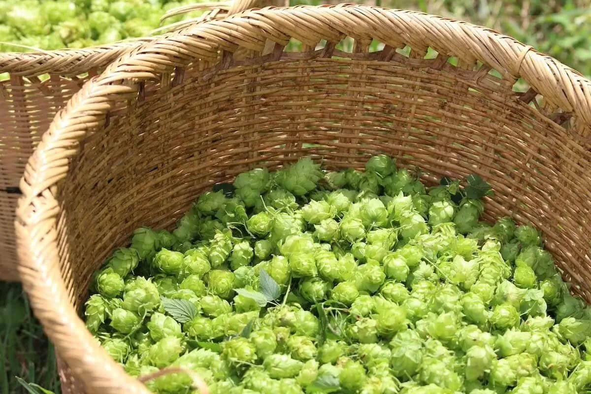 岩手県遠野市は、国内屈指のホップの生産地。ホップ収穫祭やビアワーケーションなども行われています