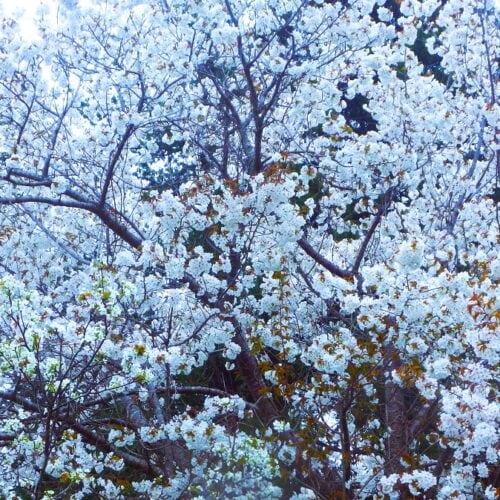 この百姓の暮らしは日々バタバタでせわしない