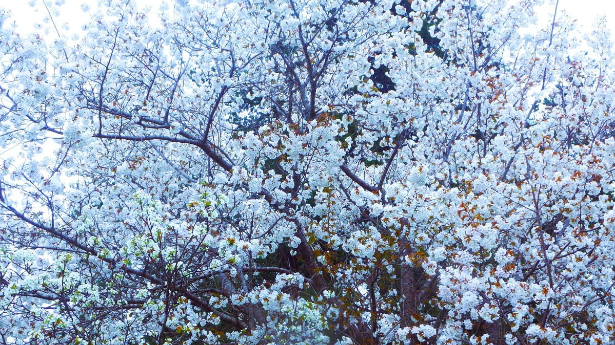この百姓の暮らしは日々バタバタでせわしない