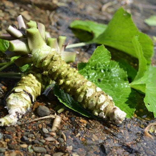 岩手県遠野市の特産品「遠野宮守わさび」