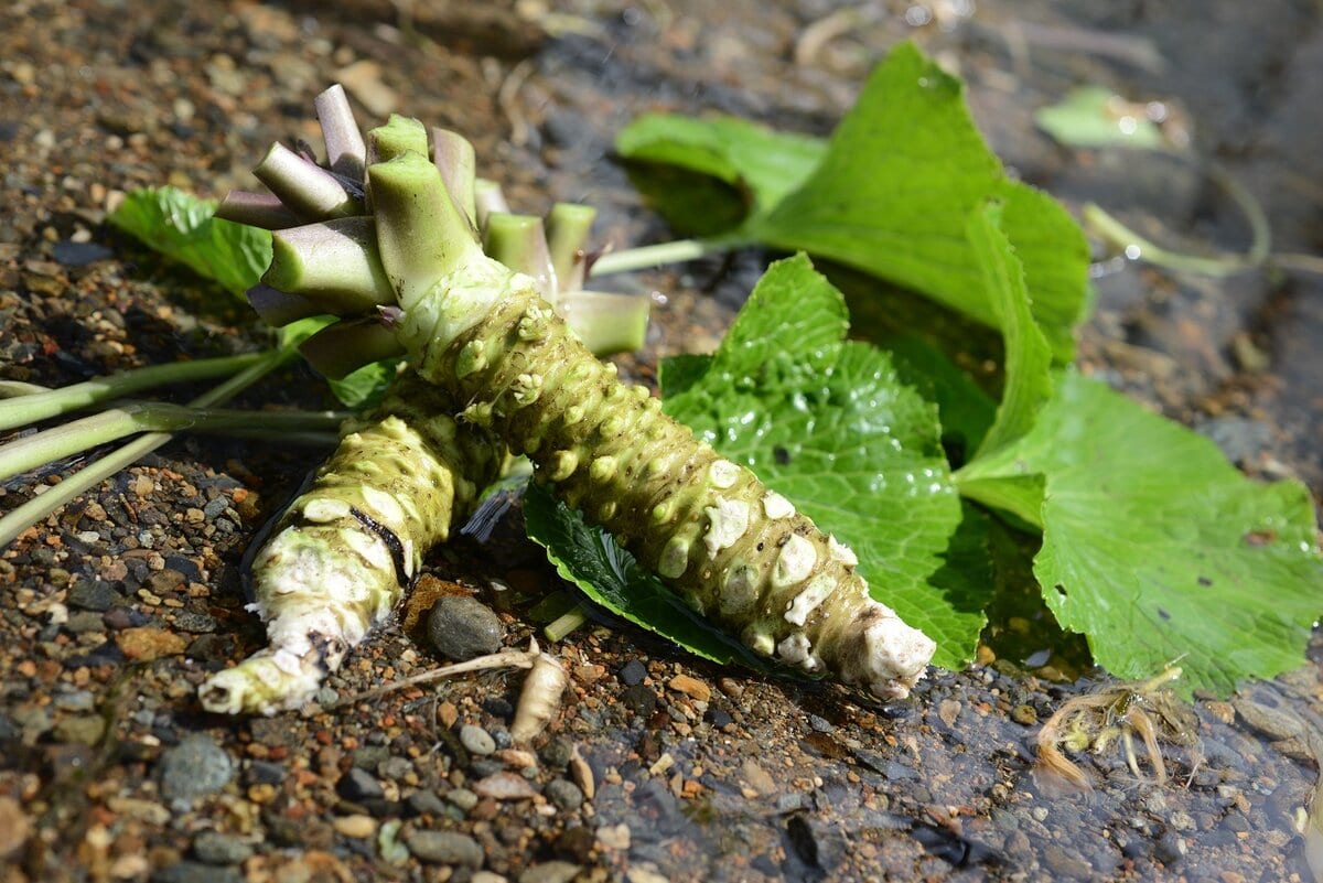 岩手県遠野市の特産品「遠野宮守わさび」