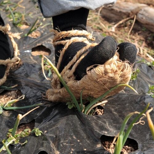 タマネギの踏みつけ栽培