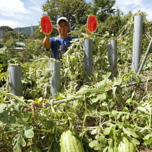 プロが見つけた家庭菜園が激変する裏ワザ！ 常識を覆す謎だらけな「無農薬・無化学肥料で収量＆品質爆上げ」テクニックとは？