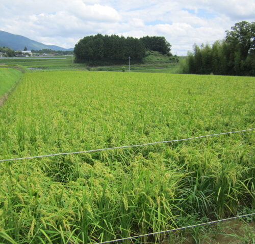岡山県津山市の物件。田畑や山林付き。