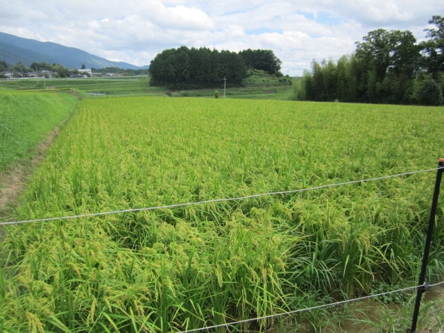 岡山県津山市の物件。田畑や山林付き。