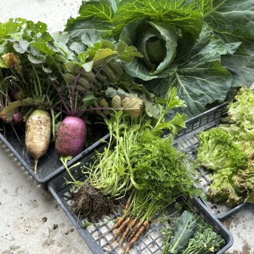 畑に行けば旬の野菜が収穫できて、その日の食卓に並ぶ。