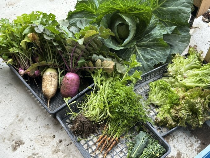 畑に行けば旬の野菜が収穫できて、その日の食卓に並ぶ。