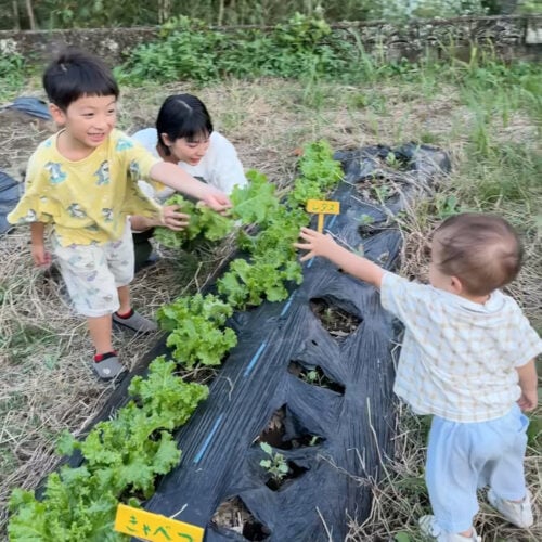 家族で野菜作り
