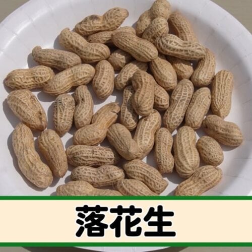 第1位 落花生