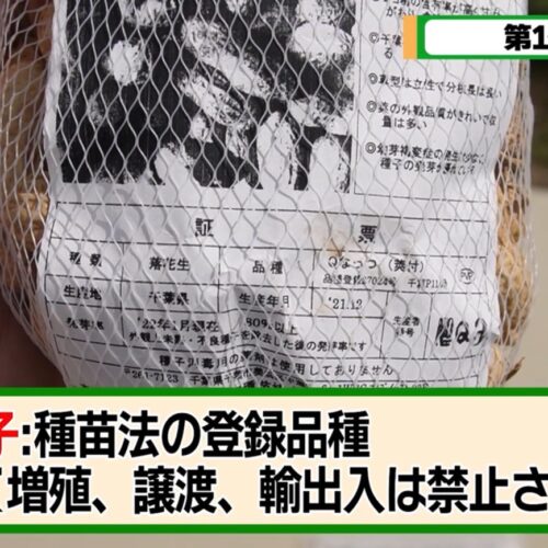「Qなっつ」