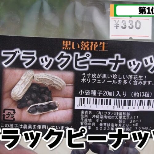 ブラックピーナッツ