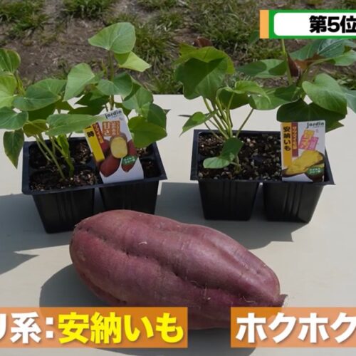 安納いもと金時